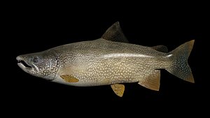 lake trout model