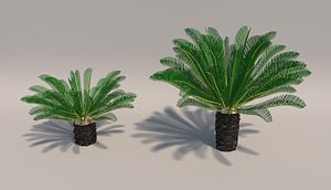 sago palms revoluta 3D