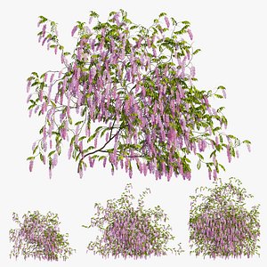 wisterial plant 08