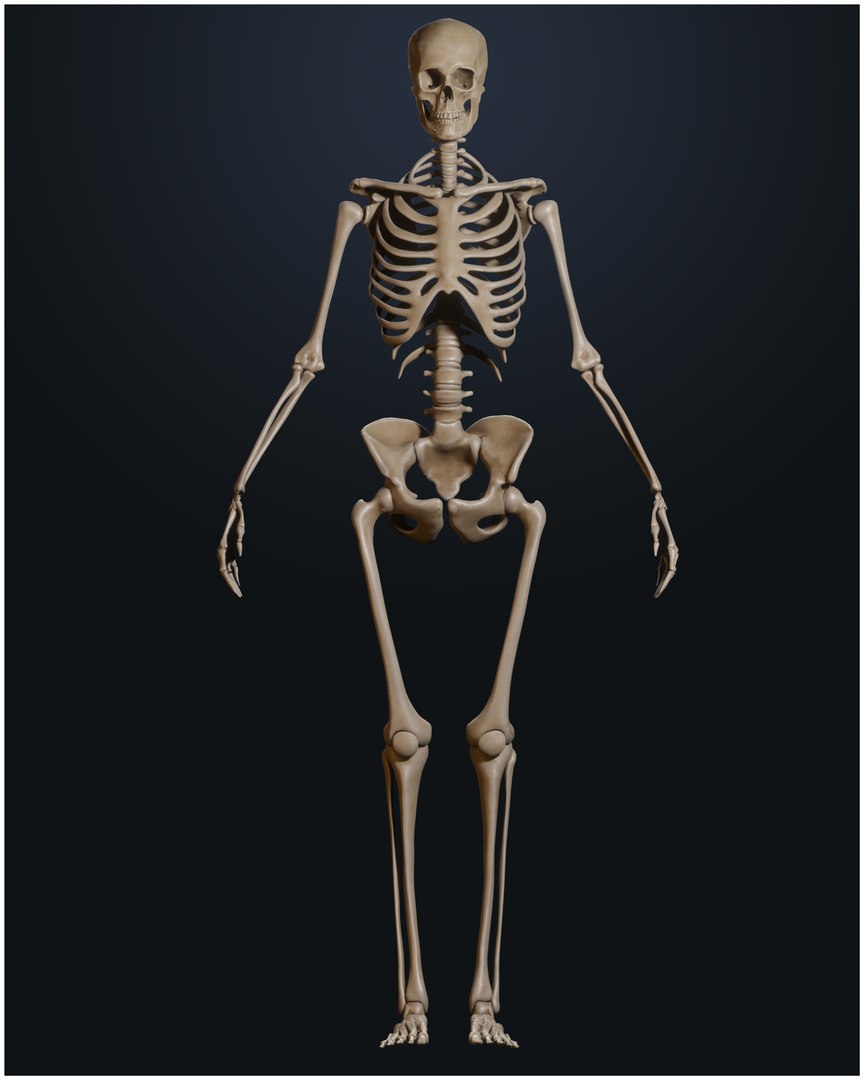 Female Skeleton 3D model - TurboSquid 1822315