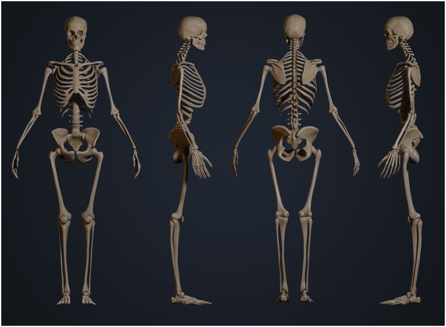 Female Skeleton 3D model - TurboSquid 1822315