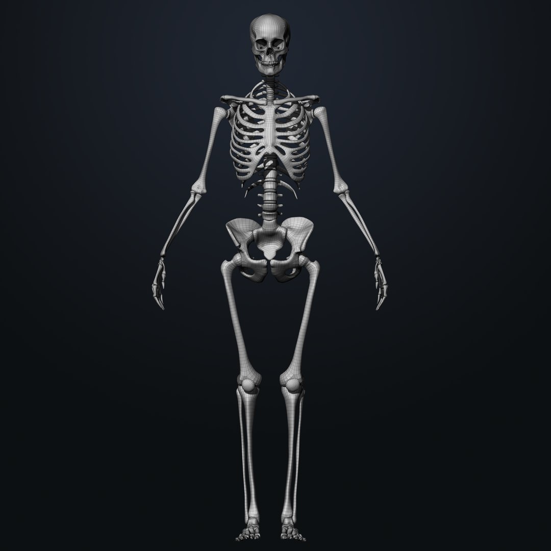 Female Skeleton 3D model - TurboSquid 1822315