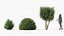 boxwood shrub includes growfx 3D model