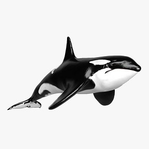 Killer Whale Animation Rig Maya