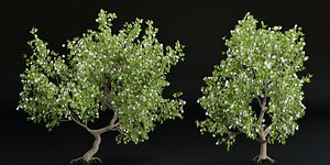 3D collection trees vol 13-Blender model