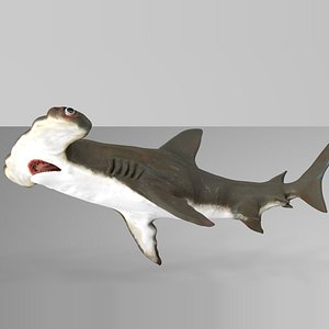 3D hammerhead shark rigged l589 model