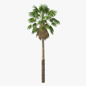 mexican washingtonia palm tree model