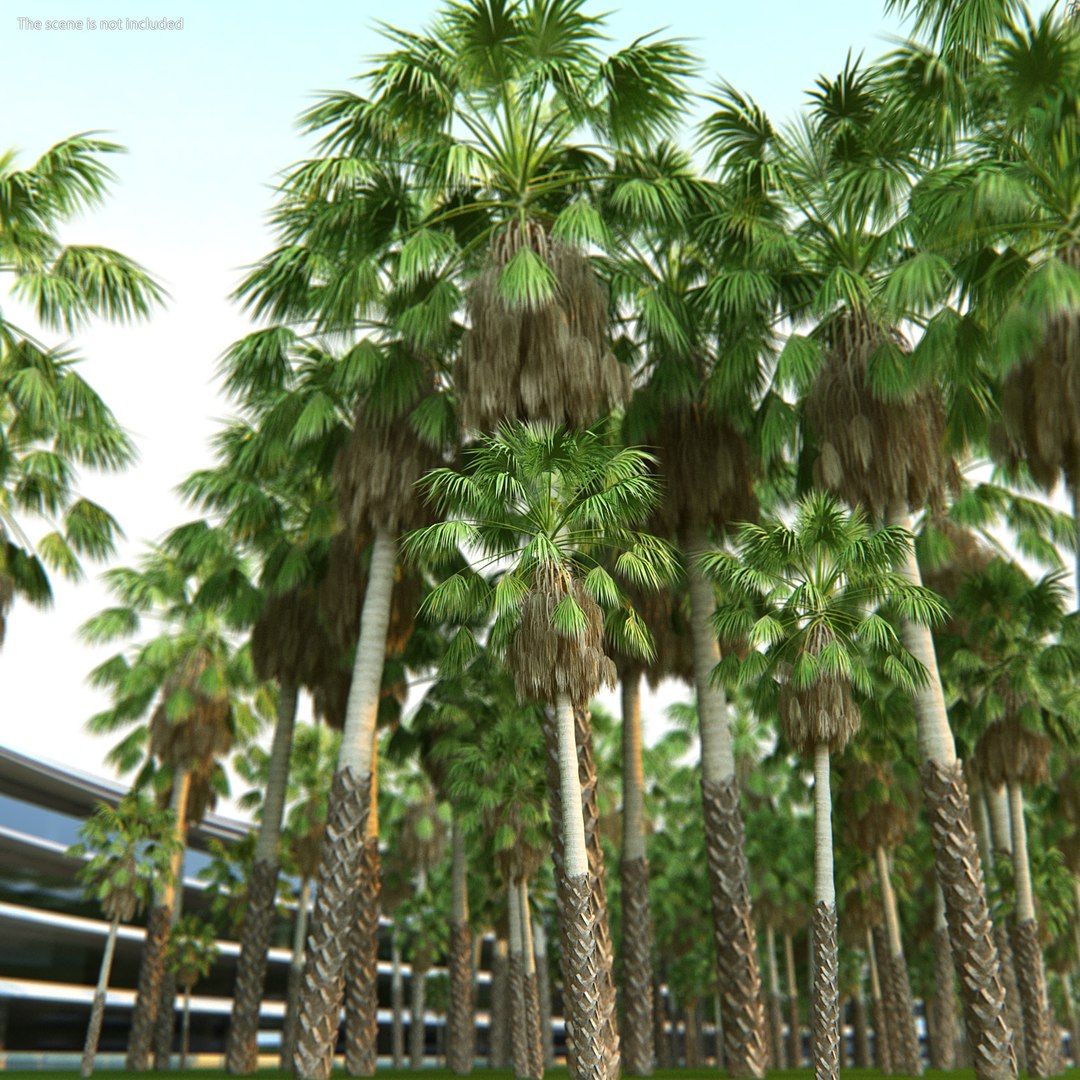 Mexican Washingtonia Palm Tree 3D model preview