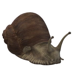 Sluggish Snail model