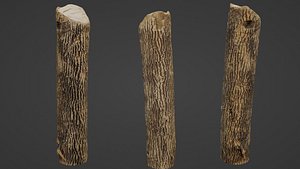 3D Tree Trunk Cutted
