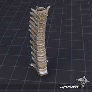 human thoracic vertebrae x
