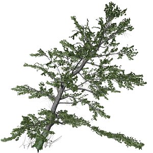 3D Plitvice Maple Tree - 10 -