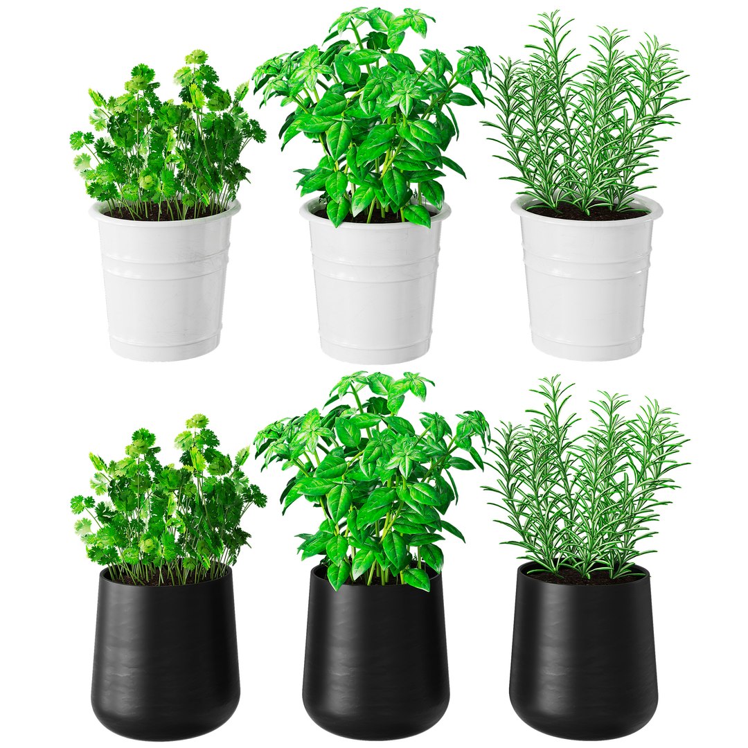 3D set herbs kitchen model https://p.turbosquid.com/ts-thumb/B9/qbK23W/G7Olh9jF/1/jpg/1600100946/1920x1080/fit_q87/14ab8927815021e95642d8dfcfa5dd9f6250996e/1.jpg