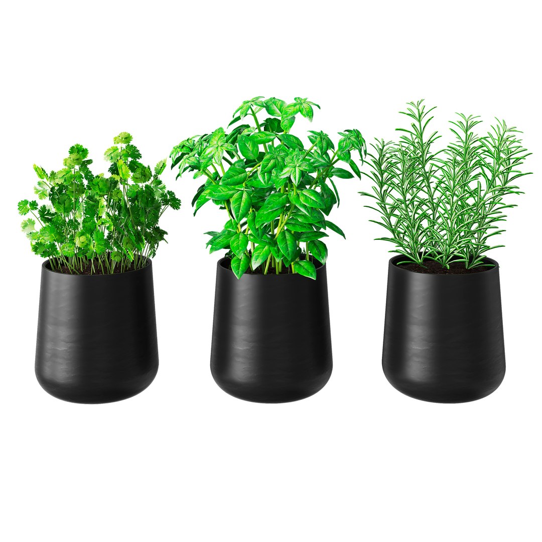 3D set herbs kitchen model https://p.turbosquid.com/ts-thumb/B9/qbK23W/jMEaLHTw/2/jpg/1600100958/1920x1080/fit_q87/bf3016a705f26a3b3b82a864124d010d0fb31129/2.jpg