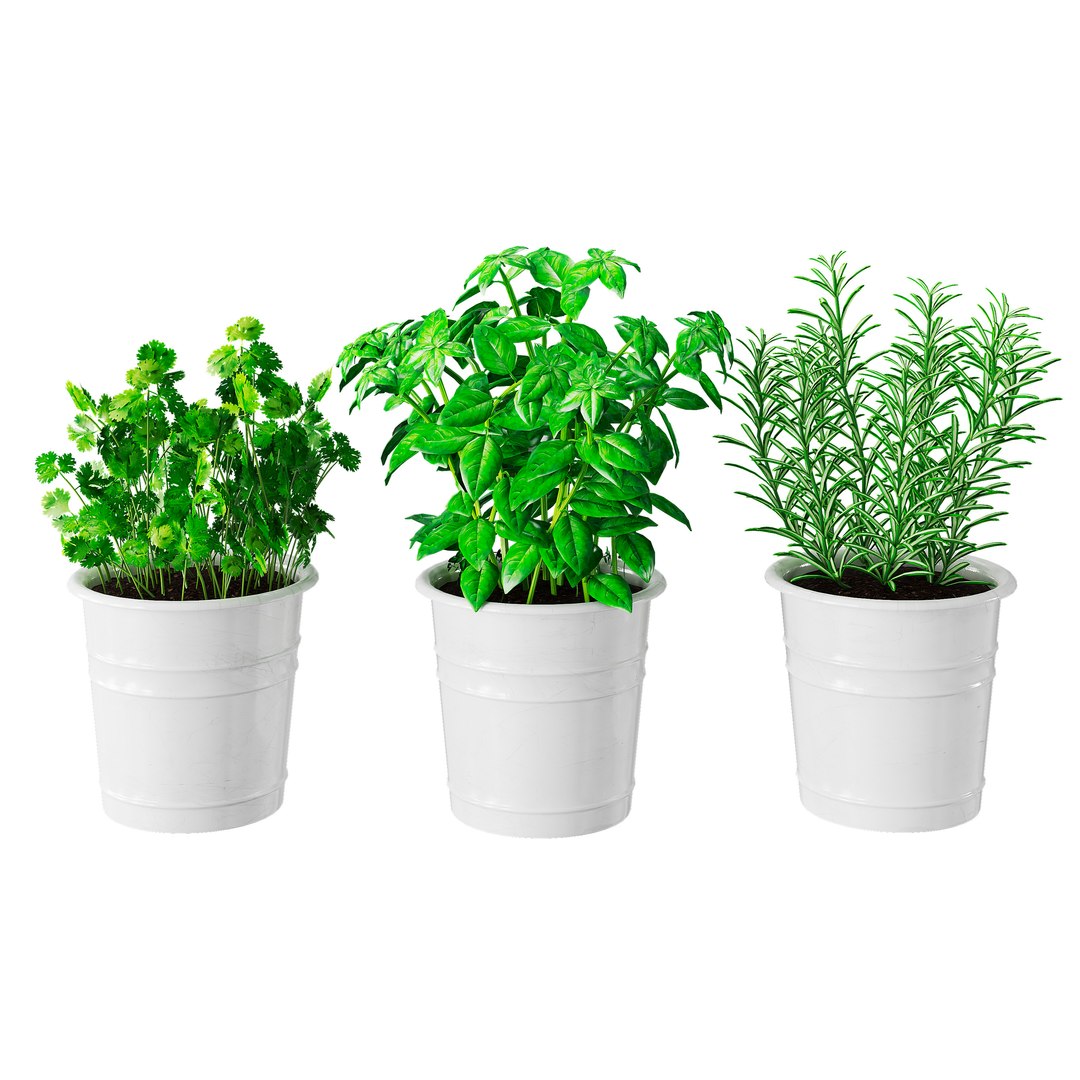 3D set herbs kitchen model https://p.turbosquid.com/ts-thumb/B9/qbK23W/qnJrK6TF/3/jpg/1600100974/1920x1080/fit_q87/903652039c63a89c45fd22b83a58a75206992bf3/3.jpg