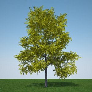 gleditsia triacanthos sunburst 3d model