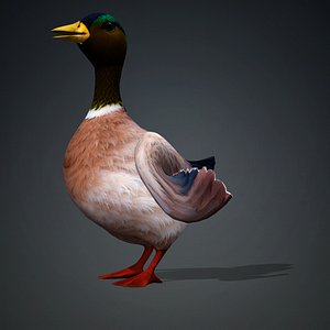 Duck-A3 3D