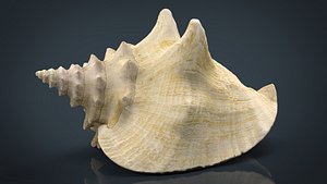 realistic sea shell 3D model