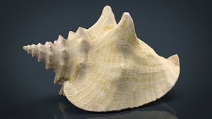 SEA SHELL