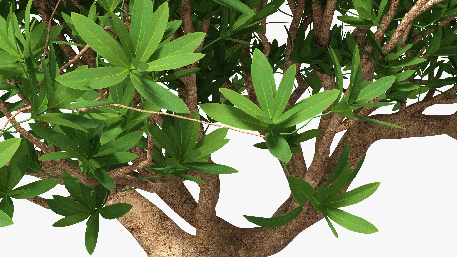 Small Bonsai Tree in Pot Fur model https://p.turbosquid.com/ts-thumb/BA/LT9R5y/EY/smallbonsaitreeinpotfurvray3dmodel011/jpg/1630998556/1920x1080/fit_q87/65afff3ec304d30ffff44d76ba4a95dd4a30b6be/smallbonsaitreeinpotfurvray3dmodel011.jpg