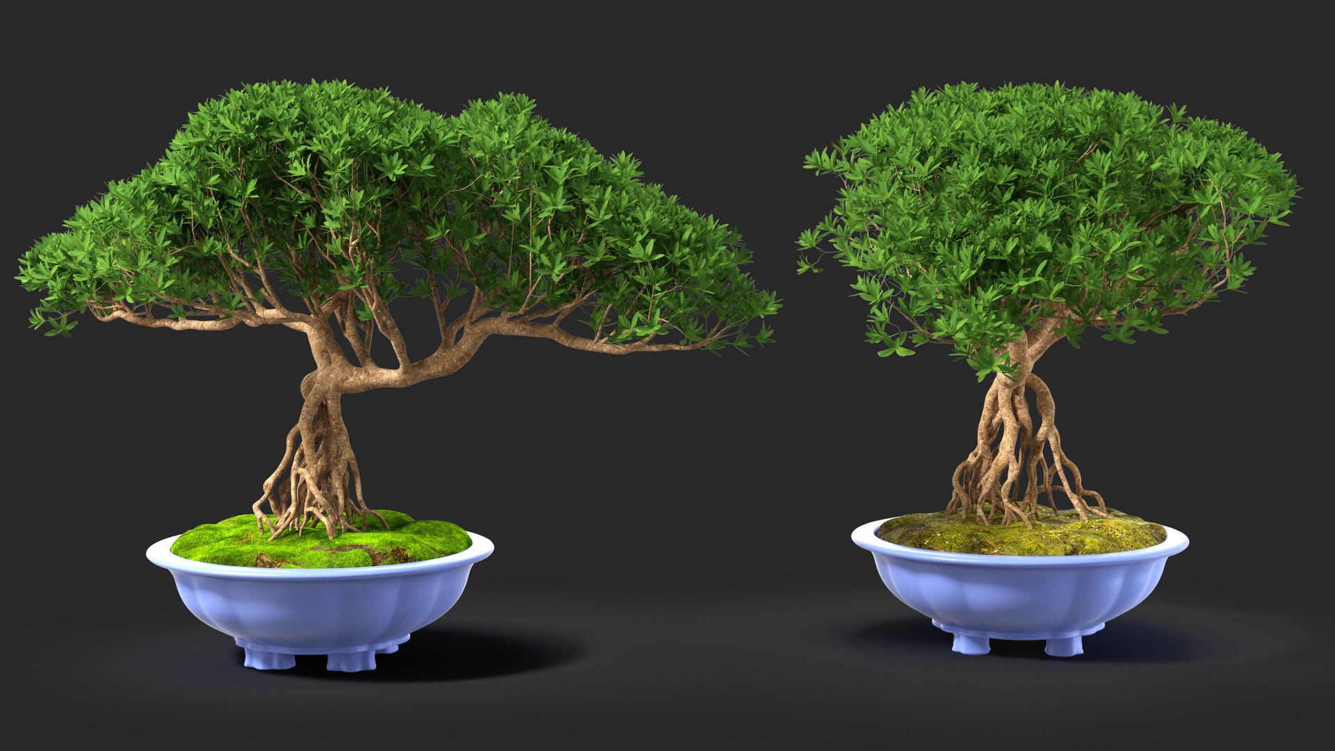 Small Bonsai Tree in Pot Fur model https://p.turbosquid.com/ts-thumb/BA/LT9R5y/F7/smallbonsaitreeinpotfurvray3dmodel003/jpg/1630998531/1920x1080/fit_q87/4092612928ccd4a360de55714fc4208bba78c999/smallbonsaitreeinpotfurvray3dmodel003.jpg