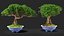Piccolo Bonsai in Vaso Fur