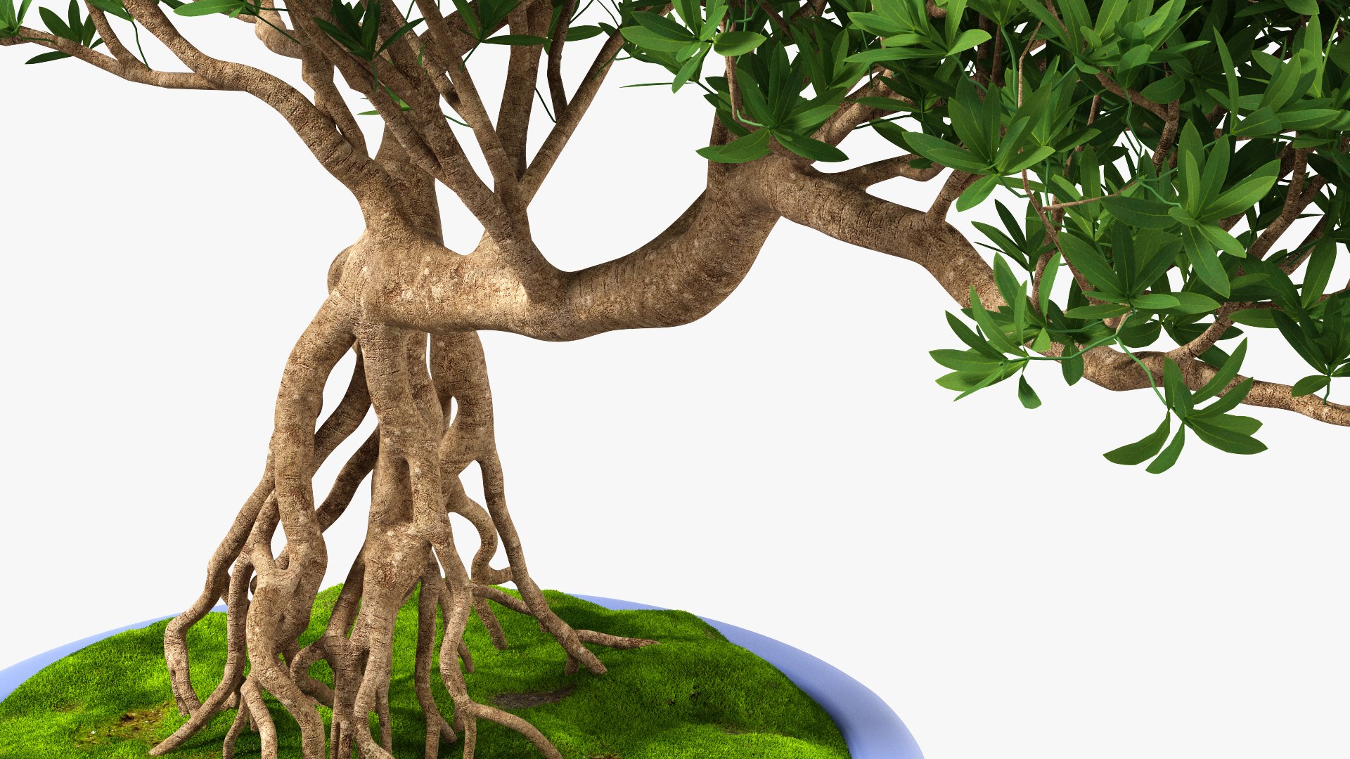Small Bonsai Tree in Pot Fur model https://p.turbosquid.com/ts-thumb/BA/LT9R5y/Gr/smallbonsaitreeinpotfurvray3dmodel008/jpg/1630998546/1920x1080/fit_q87/deb60d3ea17f8efd76ee08afd74ca378c1ae574a/smallbonsaitreeinpotfurvray3dmodel008.jpg