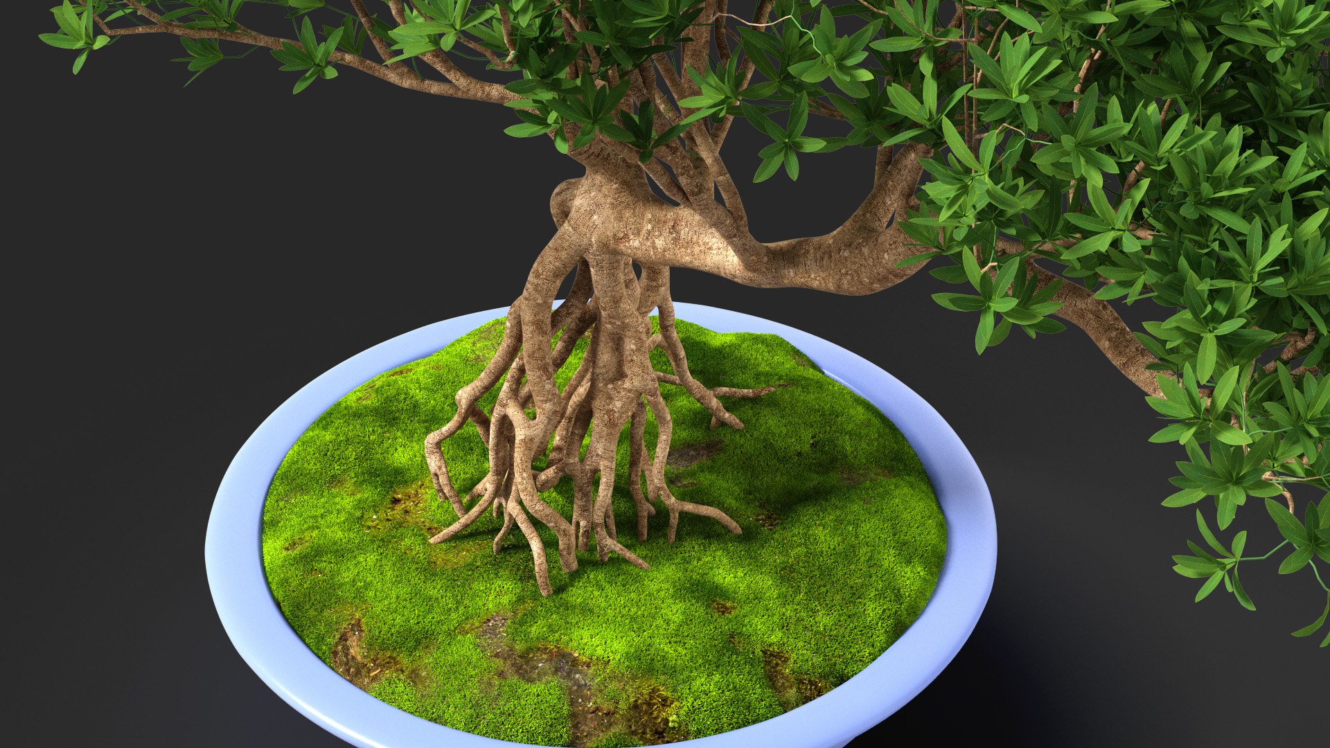 Small Bonsai Tree in Pot Fur model https://p.turbosquid.com/ts-thumb/BA/LT9R5y/H7/smallbonsaitreeinpotfurvray3dmodel006/jpg/1630998540/1920x1080/fit_q87/9c41558d9affcdb715eb7a19f03e938025021d2a/smallbonsaitreeinpotfurvray3dmodel006.jpg