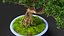 Piccolo Bonsai in Vaso Fur