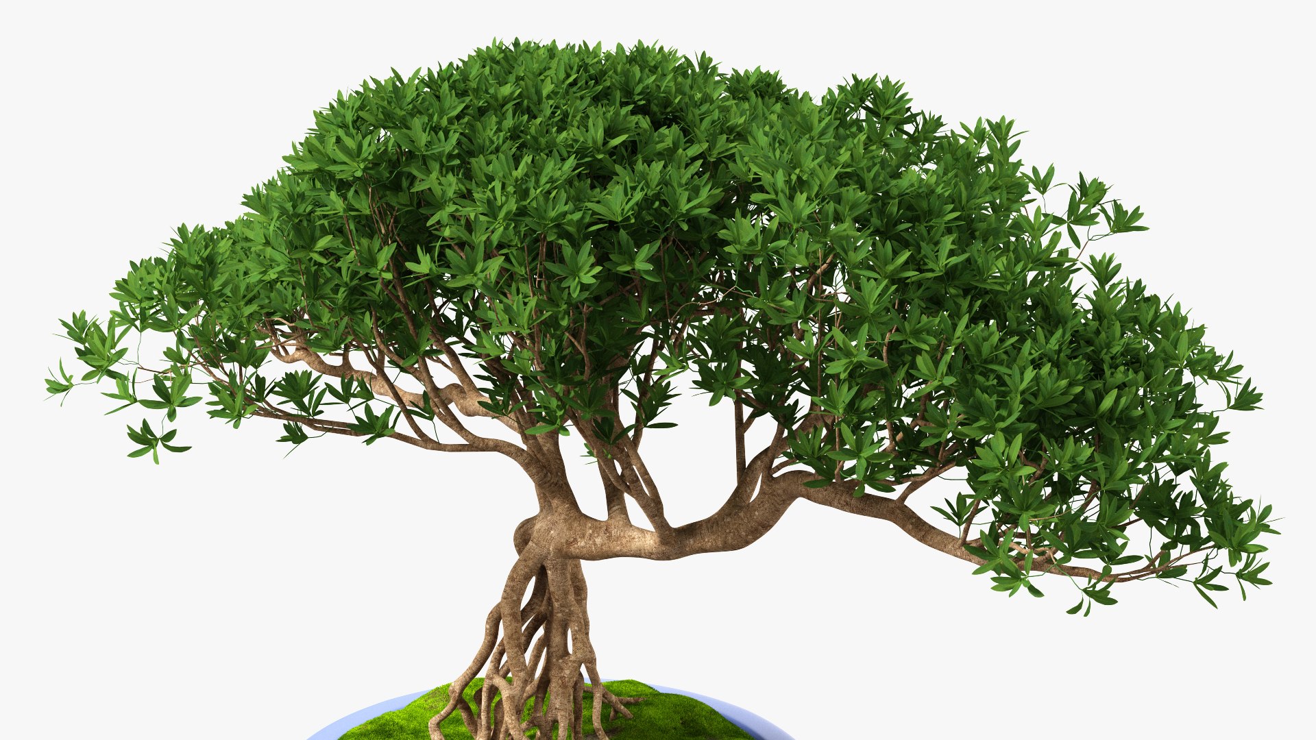 Small Bonsai Tree in Pot Fur model https://p.turbosquid.com/ts-thumb/BA/LT9R5y/Nd/smallbonsaitreeinpotfurvray3dmodel009/jpg/1630998550/1920x1080/fit_q87/50626c7a88e22def46e1b94a13aaac96251e7c2d/smallbonsaitreeinpotfurvray3dmodel009.jpg