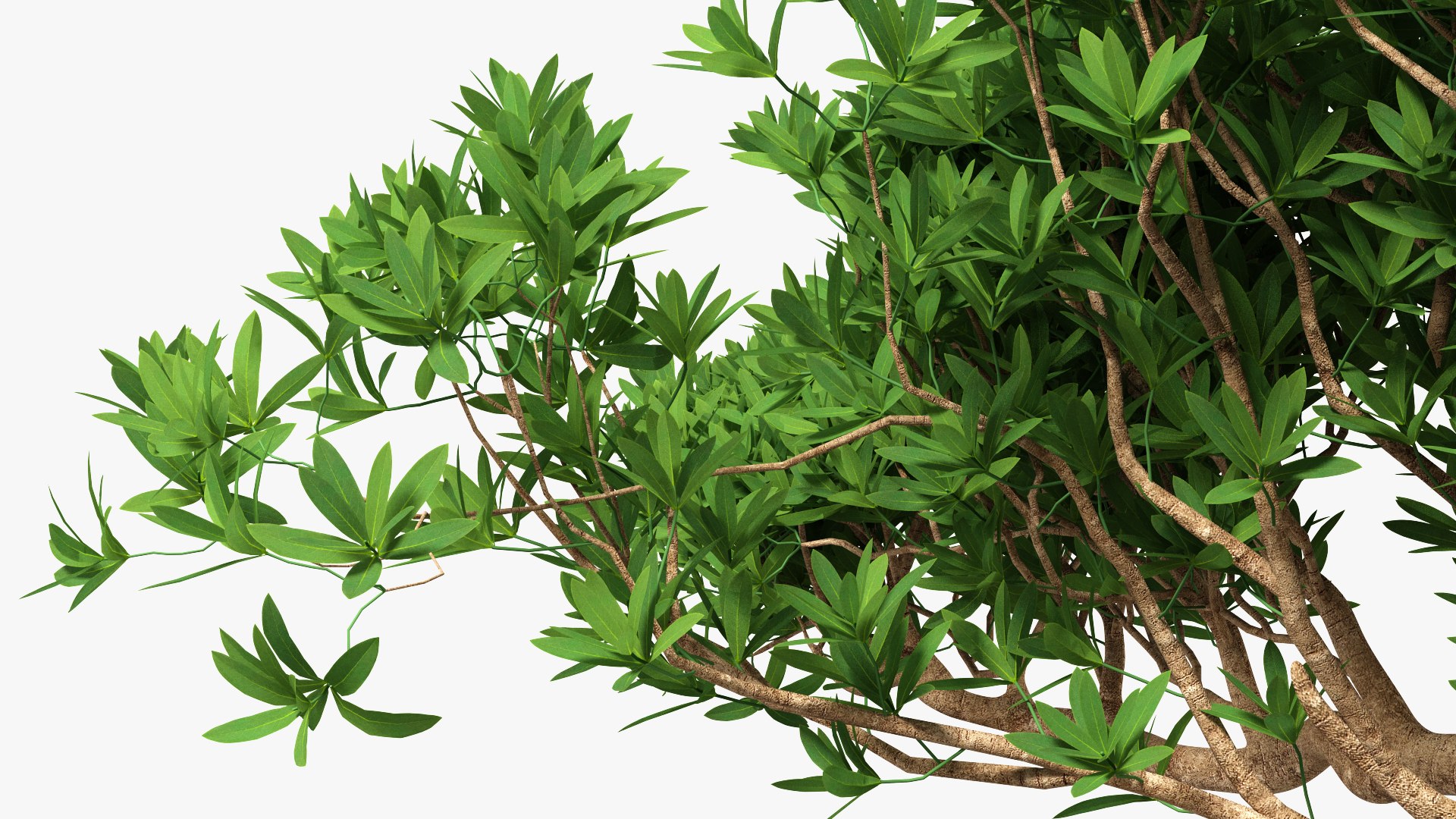 Small Bonsai Tree in Pot Fur model https://p.turbosquid.com/ts-thumb/BA/LT9R5y/dz/smallbonsaitreeinpotfurvray3dmodel012/jpg/1630998560/1920x1080/fit_q87/2f6a4df20fce97edaa3acf758cd3f583fd740454/smallbonsaitreeinpotfurvray3dmodel012.jpg