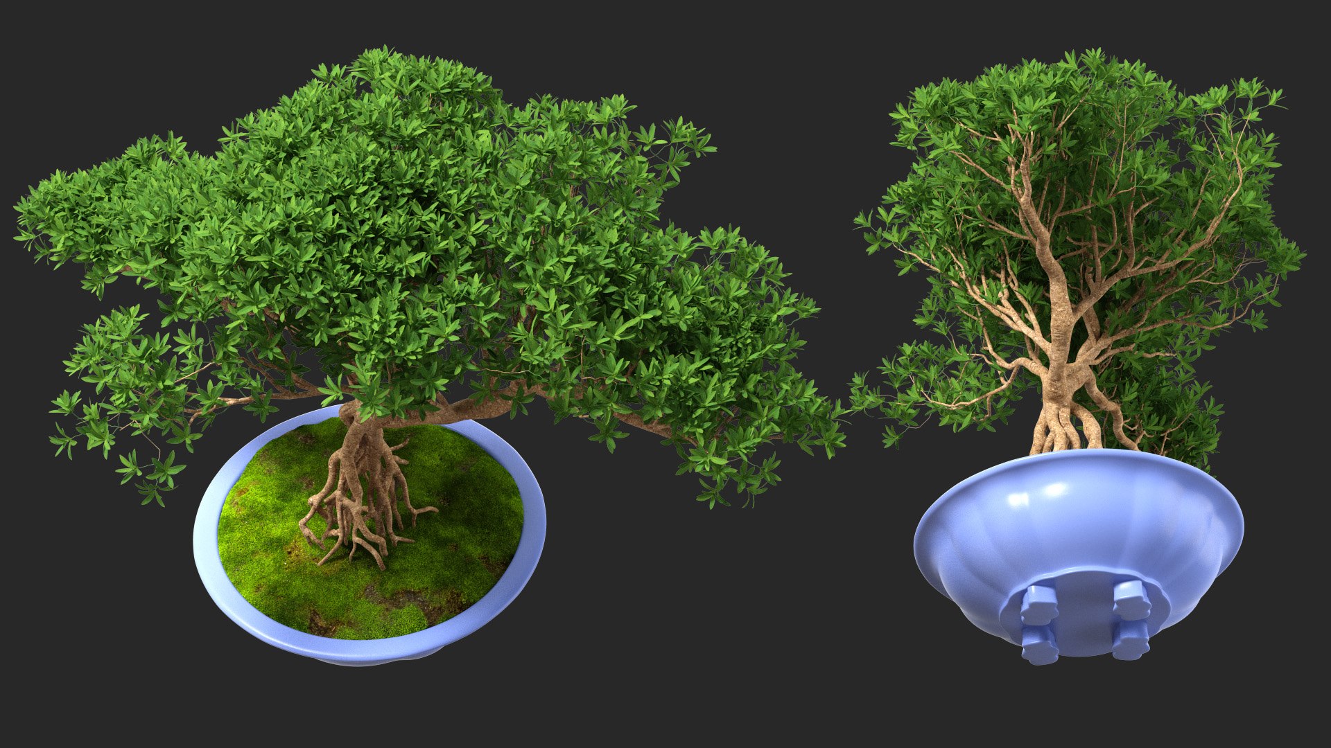 Small Bonsai Tree in Pot Fur model https://p.turbosquid.com/ts-thumb/BA/LT9R5y/jP/smallbonsaitreeinpotfurvray3dmodel004/jpg/1630998534/1920x1080/fit_q87/282225e47b32f0251c5648ecef7694c46fb870e6/smallbonsaitreeinpotfurvray3dmodel004.jpg
