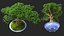 Piccolo Bonsai in Vaso Fur