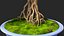 Piccolo Bonsai in Vaso Fur