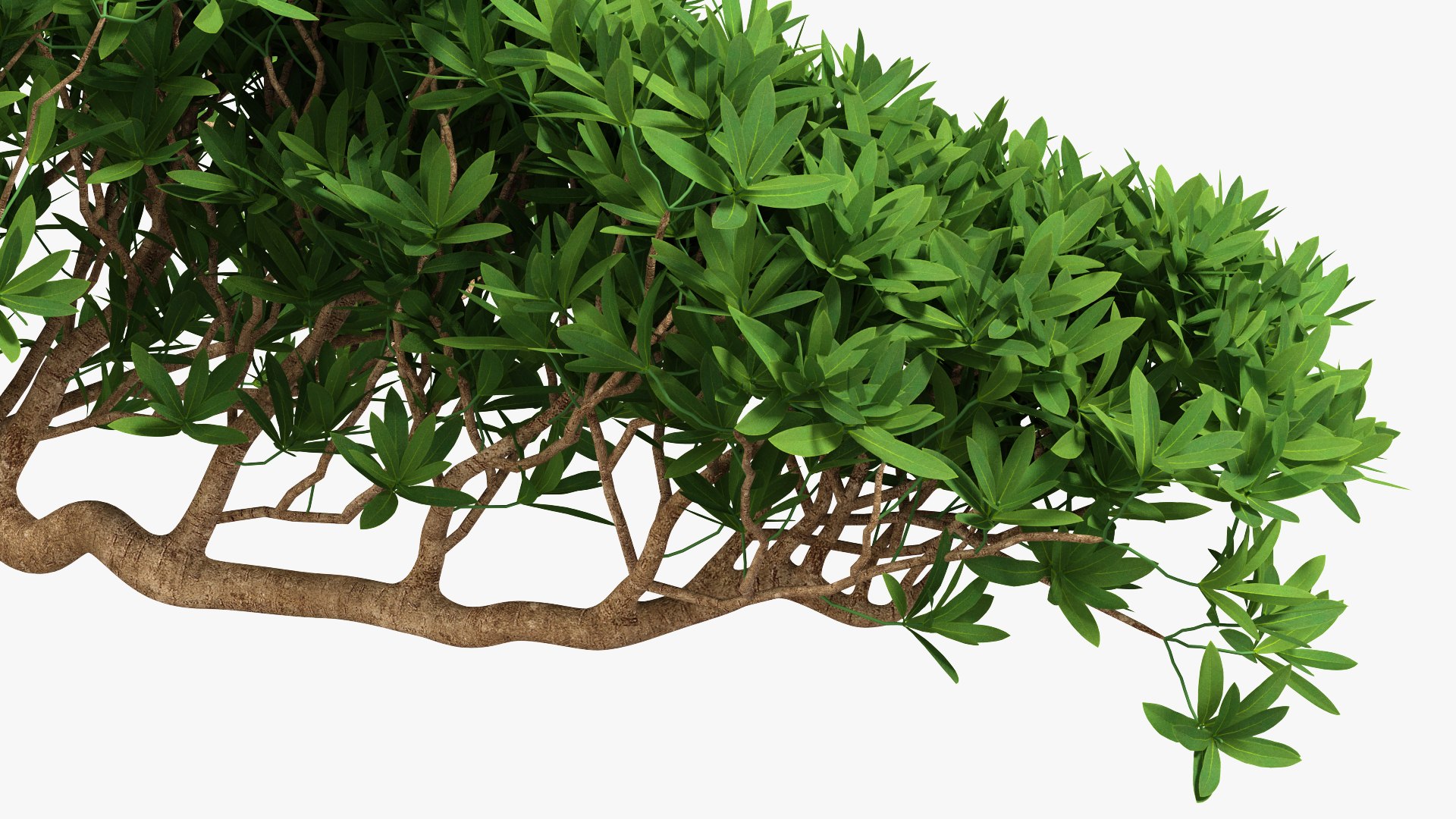 Small Bonsai Tree in Pot Fur model https://p.turbosquid.com/ts-thumb/BA/LT9R5y/mT/smallbonsaitreeinpotfurvray3dmodel010/jpg/1630998553/1920x1080/fit_q87/9f2c3d306d6830f76935e415e0d4286b8531a484/smallbonsaitreeinpotfurvray3dmodel010.jpg