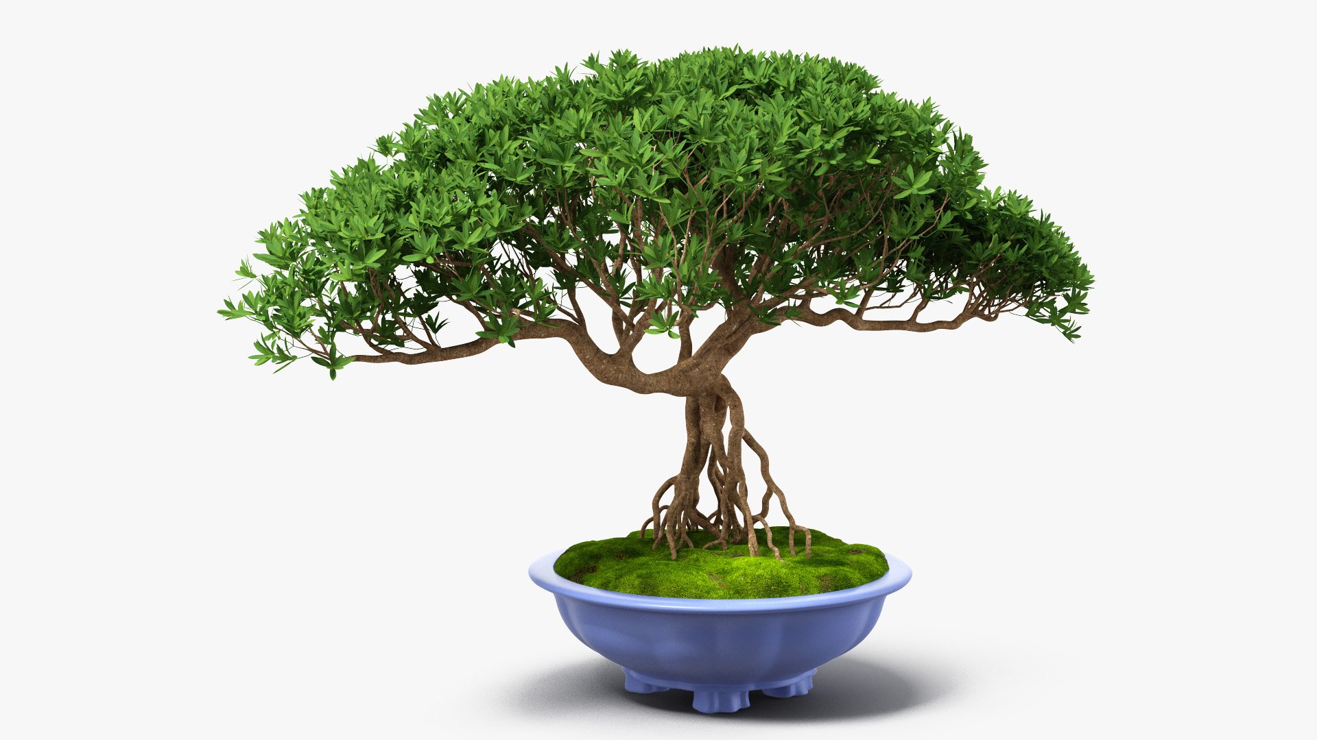 Small Bonsai Tree in Pot Fur 3D model preview