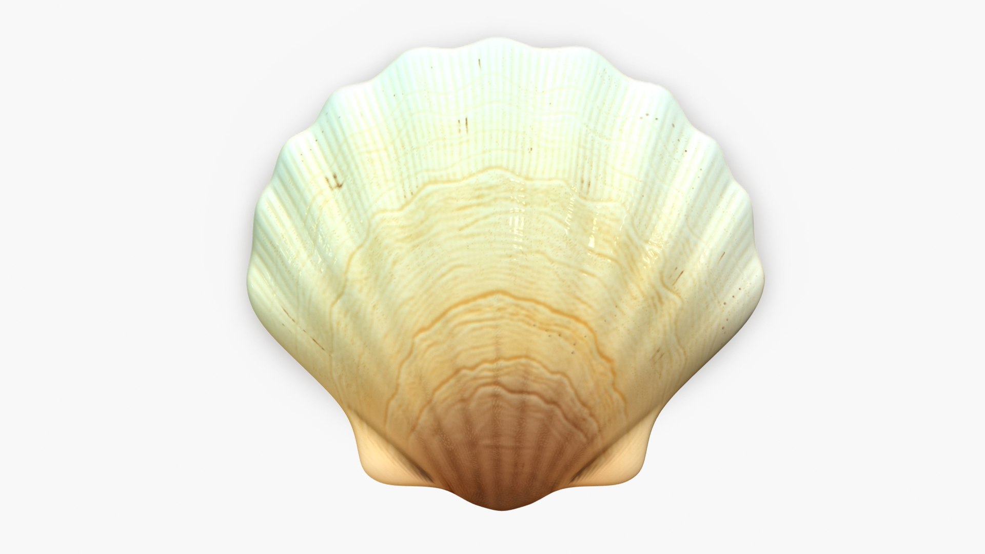 Sea Shell Half 3D Model - TurboSquid 2203877