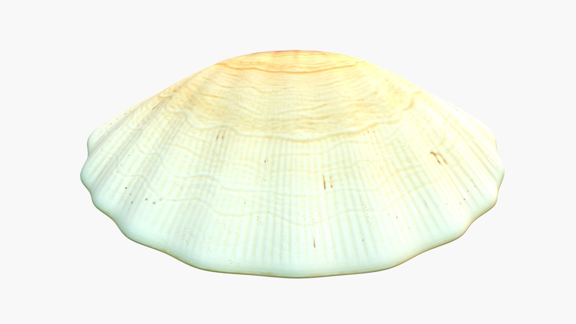 Sea Shell Half 3D Model - TurboSquid 2203877