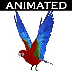 scarlet macaw 3d model
