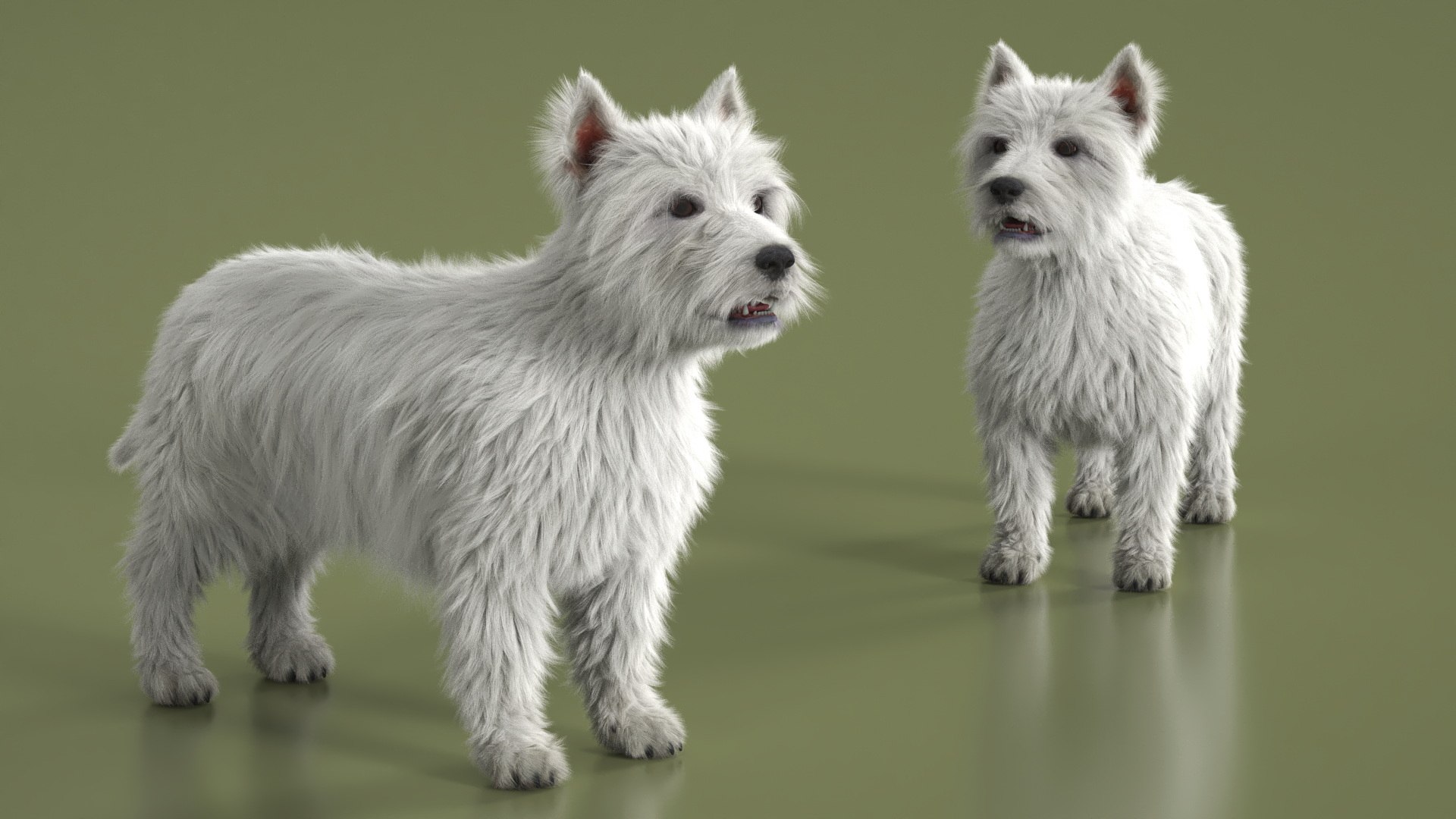 3D model West Highland White Terrier Standing Pose Fur for Maya https://p.turbosquid.com/ts-thumb/BA/cqbT30/DW/west_highland_white_terrier_standing_pose_fur_005/jpg/1764236078/1920x1080/fit_q87/fc8216f352ee96826bf229cb7cabba947fc88f56/west_highland_white_terrier_standing_pose_fur_005.jpg