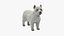 West Highland White Terrier Standing Pose Fur for Maya