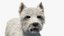 West Highland White Terrier Standing Pose Fur for Maya