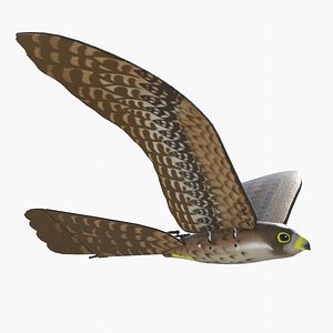 Aerium Robird falcon drone 3D model