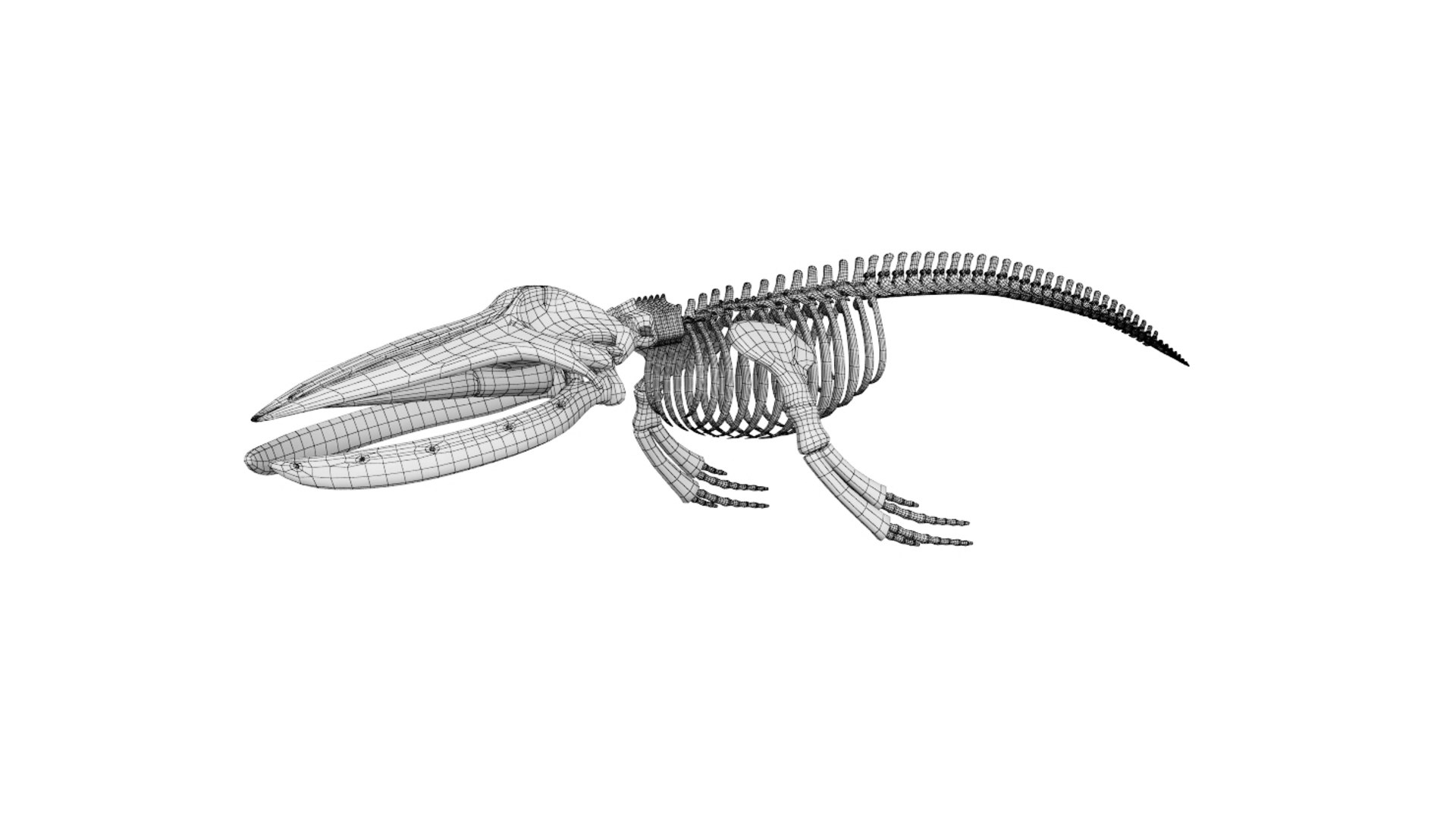 Skeleton Humpback 3D Model - TurboSquid 1541907