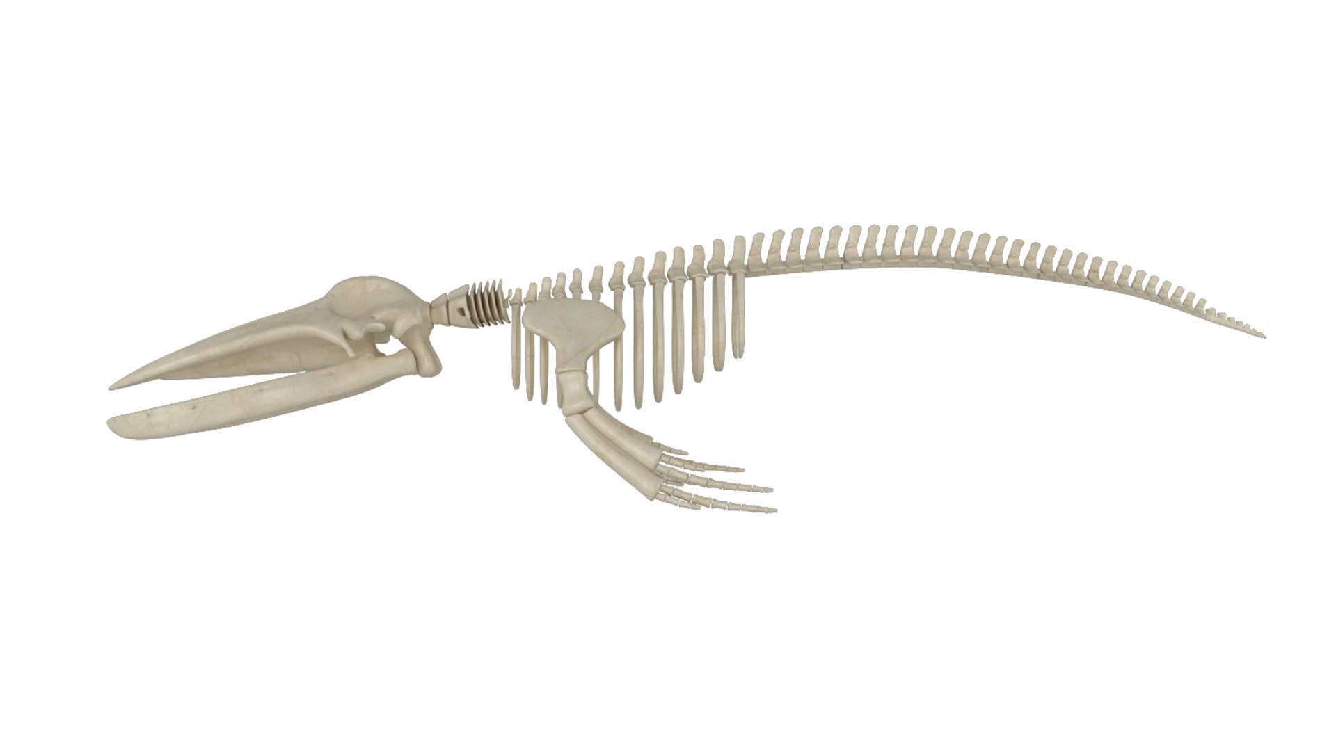 Skeleton Humpback 3D Model - TurboSquid 1541907