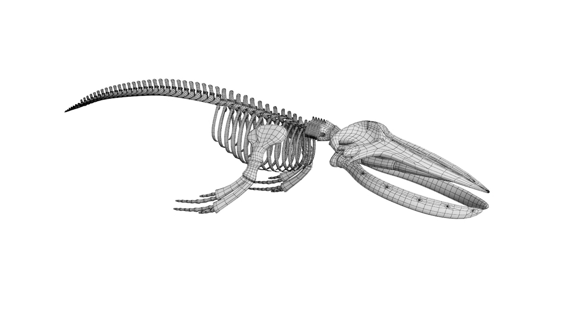 Skeleton Humpback 3D Model - TurboSquid 1541907