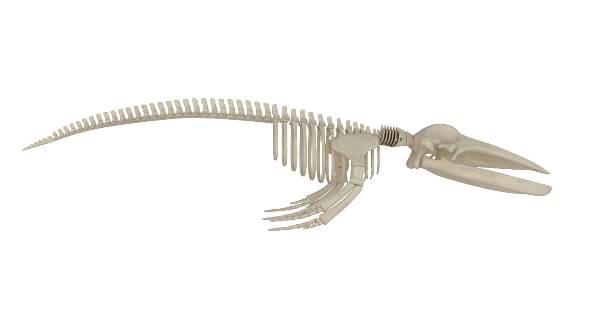 Skeleton Humpback 3D Model - TurboSquid 1541907