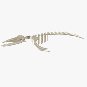 skeleton humpback 3D model