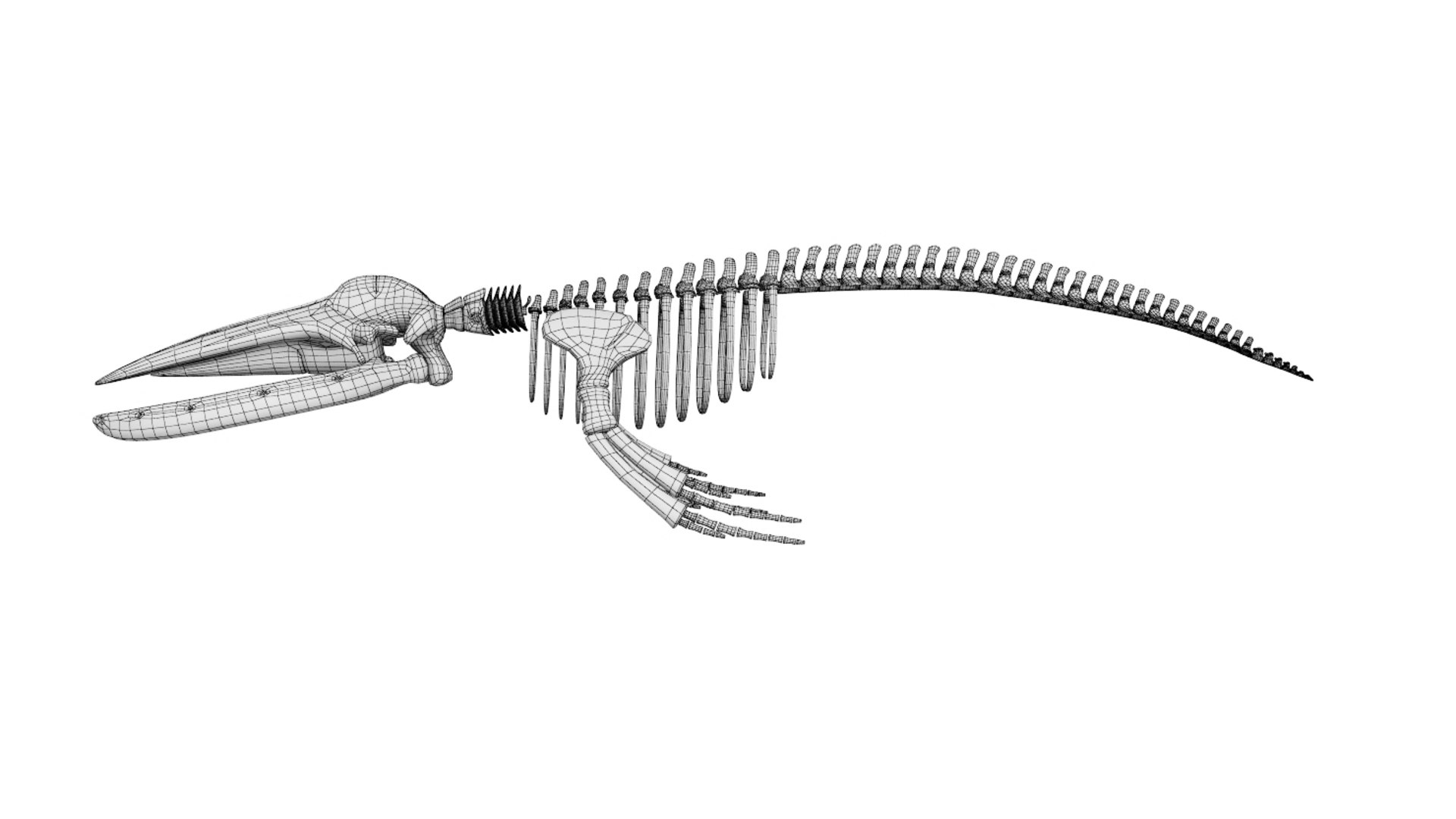 Skeleton Humpback 3D Model - TurboSquid 1541907