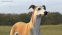 Adult Racing Greyhound Male Fawn